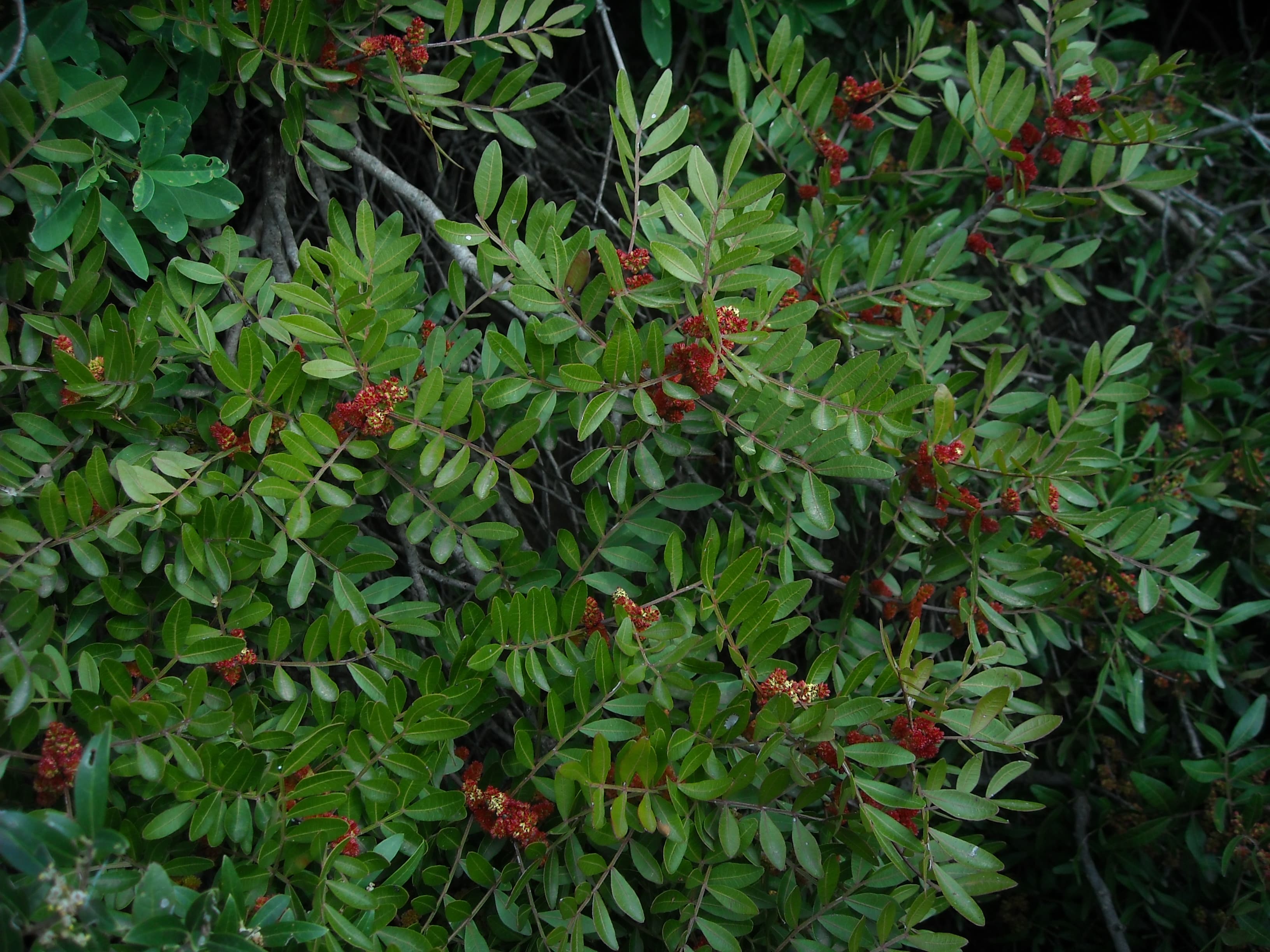 lentisco pistacia lentiscus